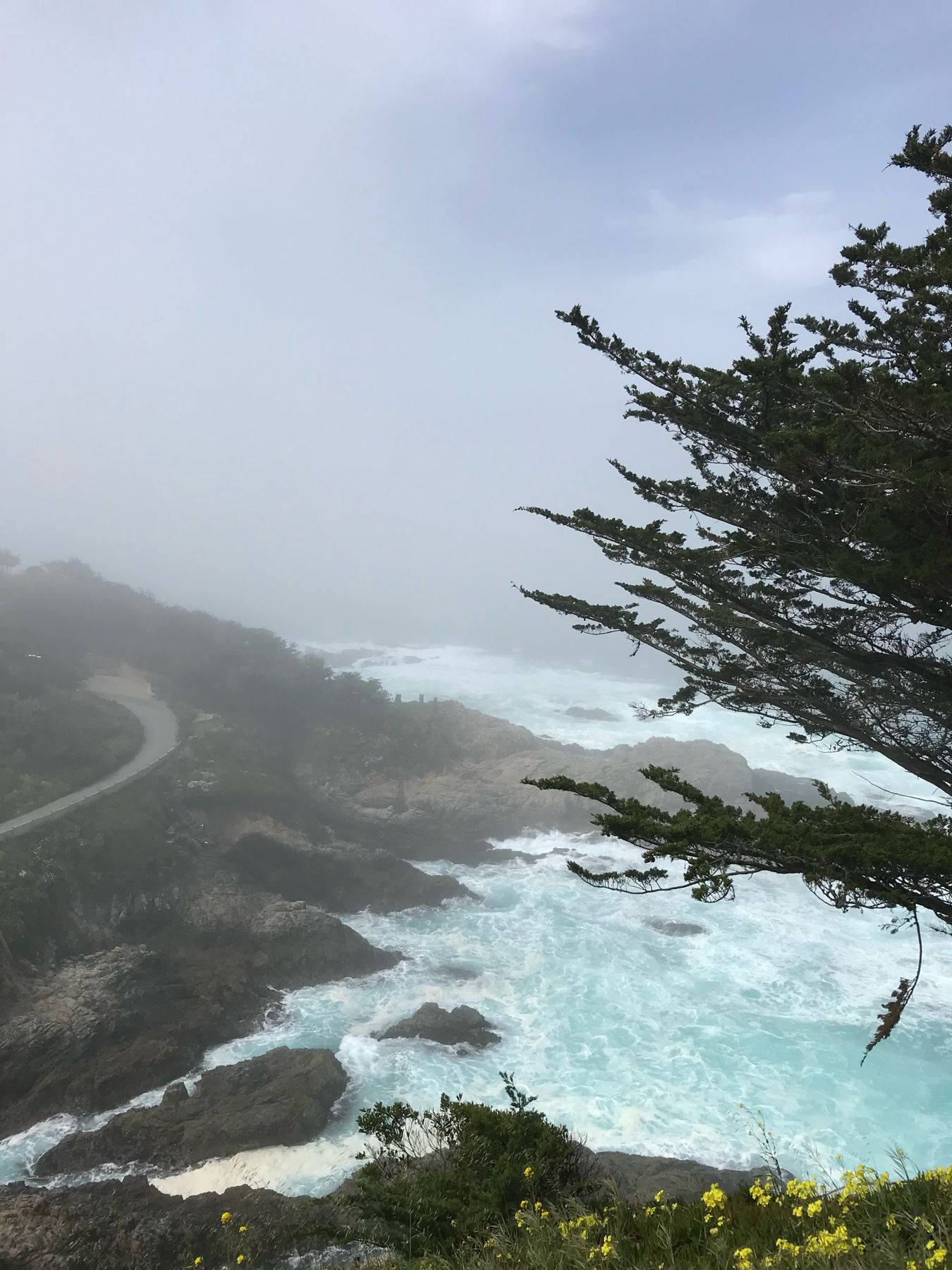 Fog over the California coast with a cypress tree, photographed by Ryan Cummins